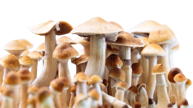 trippy tips mushroom